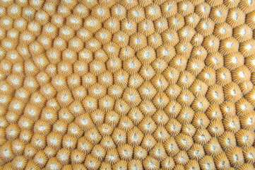 Texture and pattern details of coral