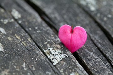 heart-shaped flowers on wooden surface