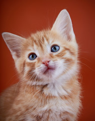 Red kitten with blue eyes on a red background.