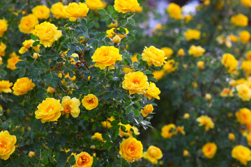 bush briar yellow rose flowers nature background wallpaper - Powered by Adobe