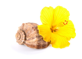 Shell  and flower isolated on white. Spa concept.