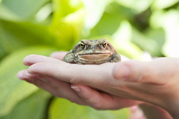hands holding an ugly toad