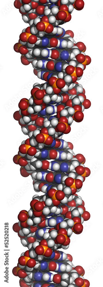 Poster DNA structure, B-DNA form.