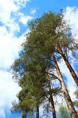 Obraz premium green forest with pines