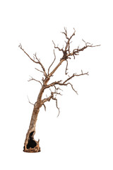 Old and dead tree isolated on white background