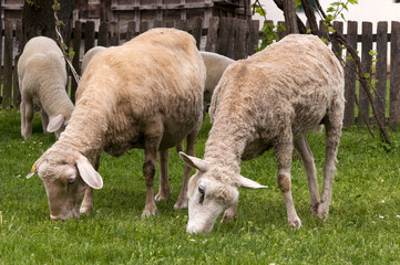 Obraz na płótnie Canvas Sheep at farm