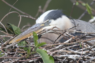 Great Blue Heron (Ardea Herodias)