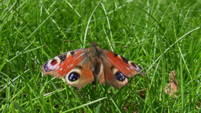 Close up of dead peacock butterfly on the grass