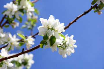 apple tree