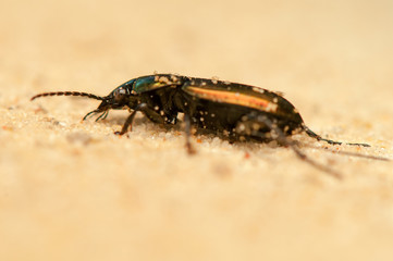 Poecilus lepidus