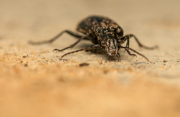 Fototapeta premium Pterostichus niger