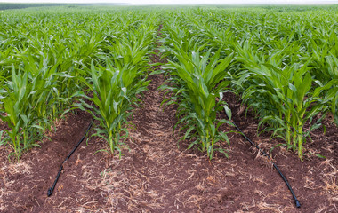 Rows of vegetable crops with irrigation system along them