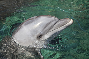 Dolphin