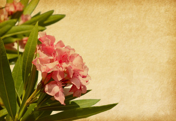 Old paper with pink flowers. Oleander