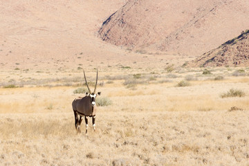 Oryx in Namibia