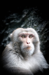 Portrait of cute little monkey with serious face.