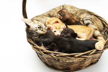 Fototapeta na wymiar Siam Family cats