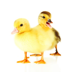 Cute ducklings, isolated on white