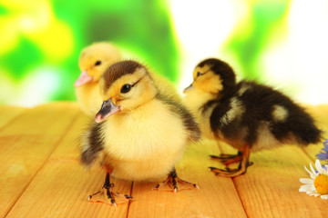 Cute ducklings on bright background