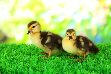 Cute ducklings on green grass, on bright background