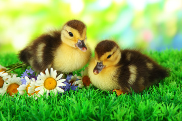 Cute ducklings on green grass, on bright background