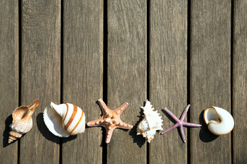 Background of sea shells