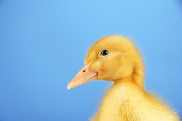 Cute duckling on blue background