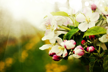Blossom apples garden in the Spring