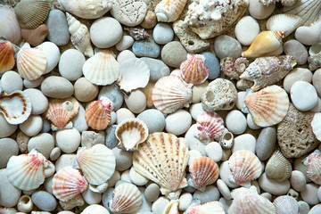 Background of sea shells