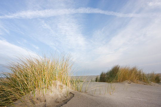 Dunes and beachgrass