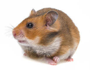 little hamster isolated on a white background