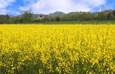 Obraz premium Landscape of yellow flowered field
