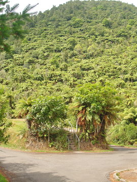 Tropical forest in New Zealand