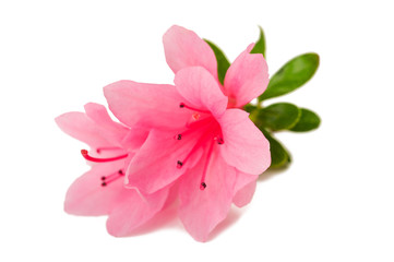 azalea bloem
