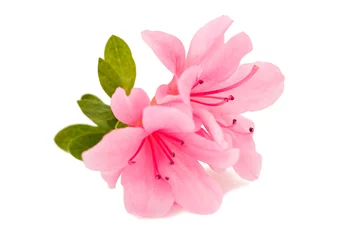 Deurstickers Azalea azalea bloem