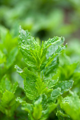 growing mint