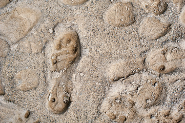 football sole shoe print