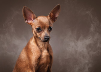 Russian toy terrier puppy in fog on dark brown background