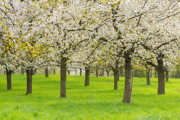 Blossoming fruit orchard
