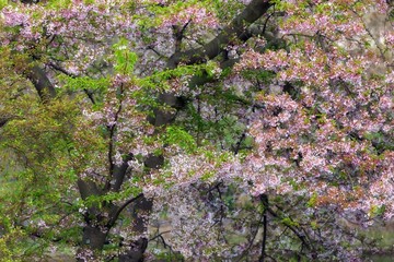 Pink cherry tree