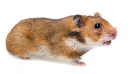 hamster isolated on white background