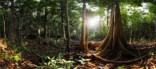 Mangroves