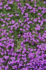 Fototapeta premium Pink flower bunch