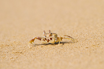 Ghost crab digging hole in the sand