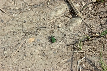 Feldsandläufer (Cicindela campestris)