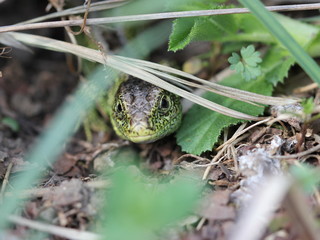 Männliche Zauneidechse im Versteck