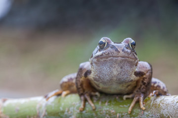 frog