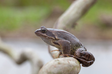 frog