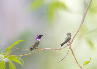 Two Hummingbirds