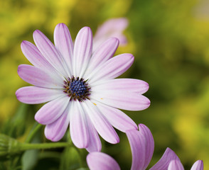 Obraz premium pink flower